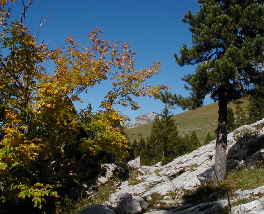 Réserve Naturelle De La Tourbière Du Grand Lemps
